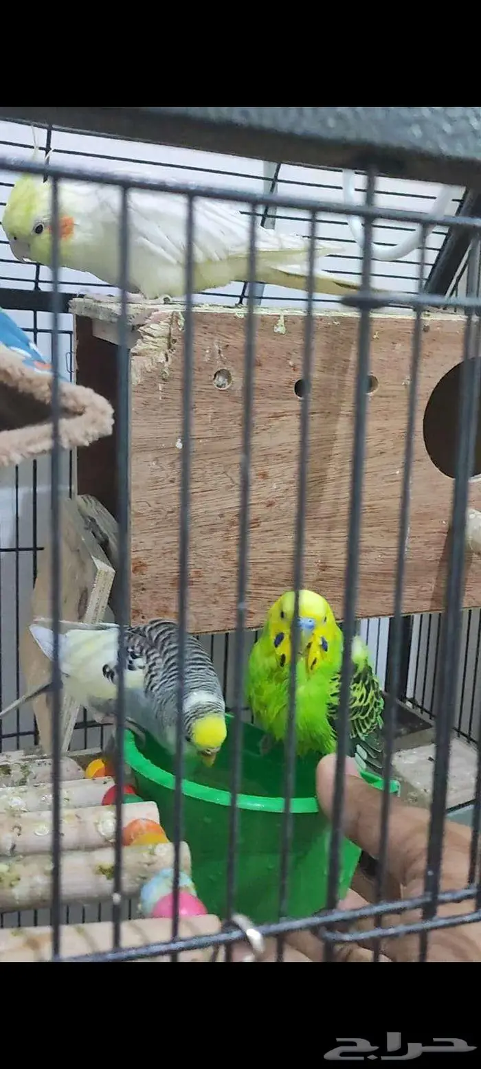 PARROTS Cockatiel (pair)   Budgie (pair) With Cage 6