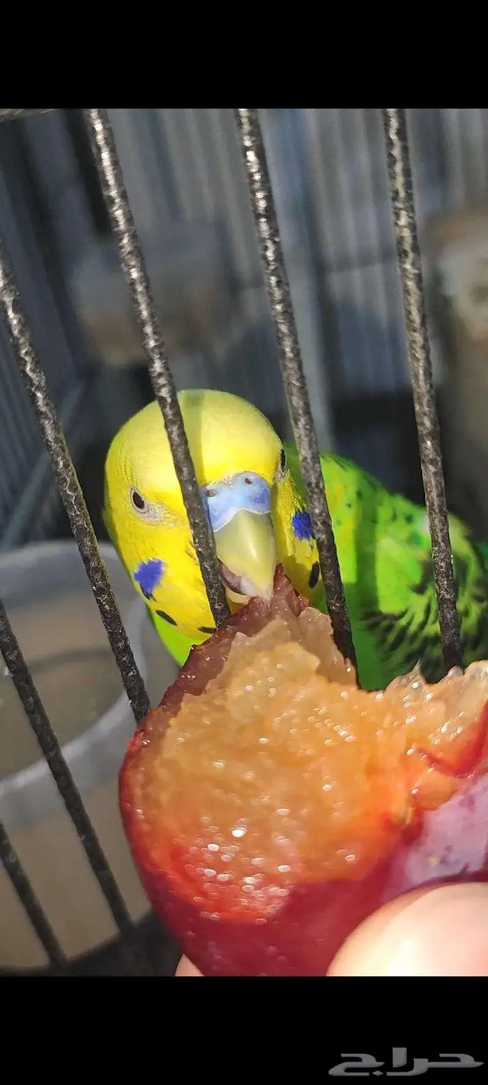 PARROTS Cockatiel (pair)   Budgie (pair) With Cage 7