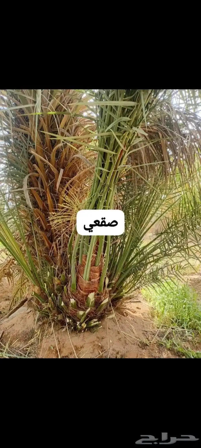 نخيل 8