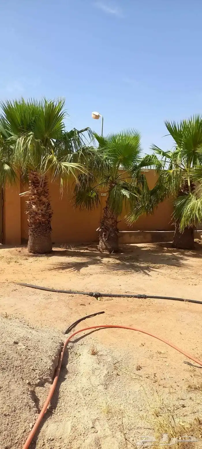 نخل وشنطني في ضيدة اللبيع 1