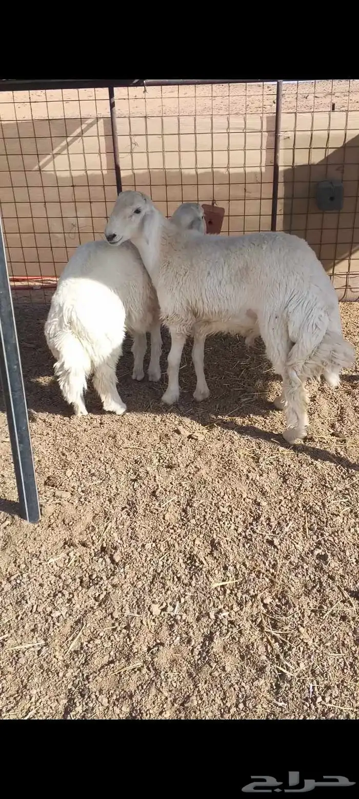 للبيع خرفان طيبه طيبه 1