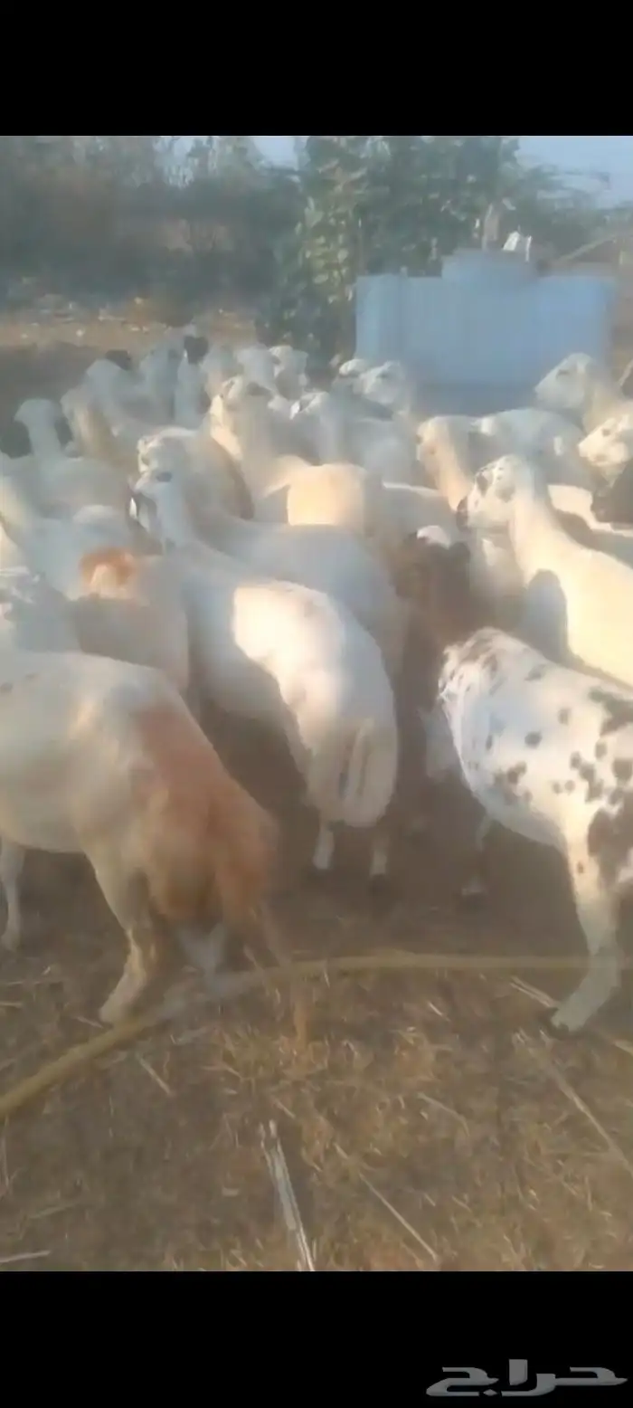 يوجد لدينا ضان رفيددات مولدات ومقاني 0