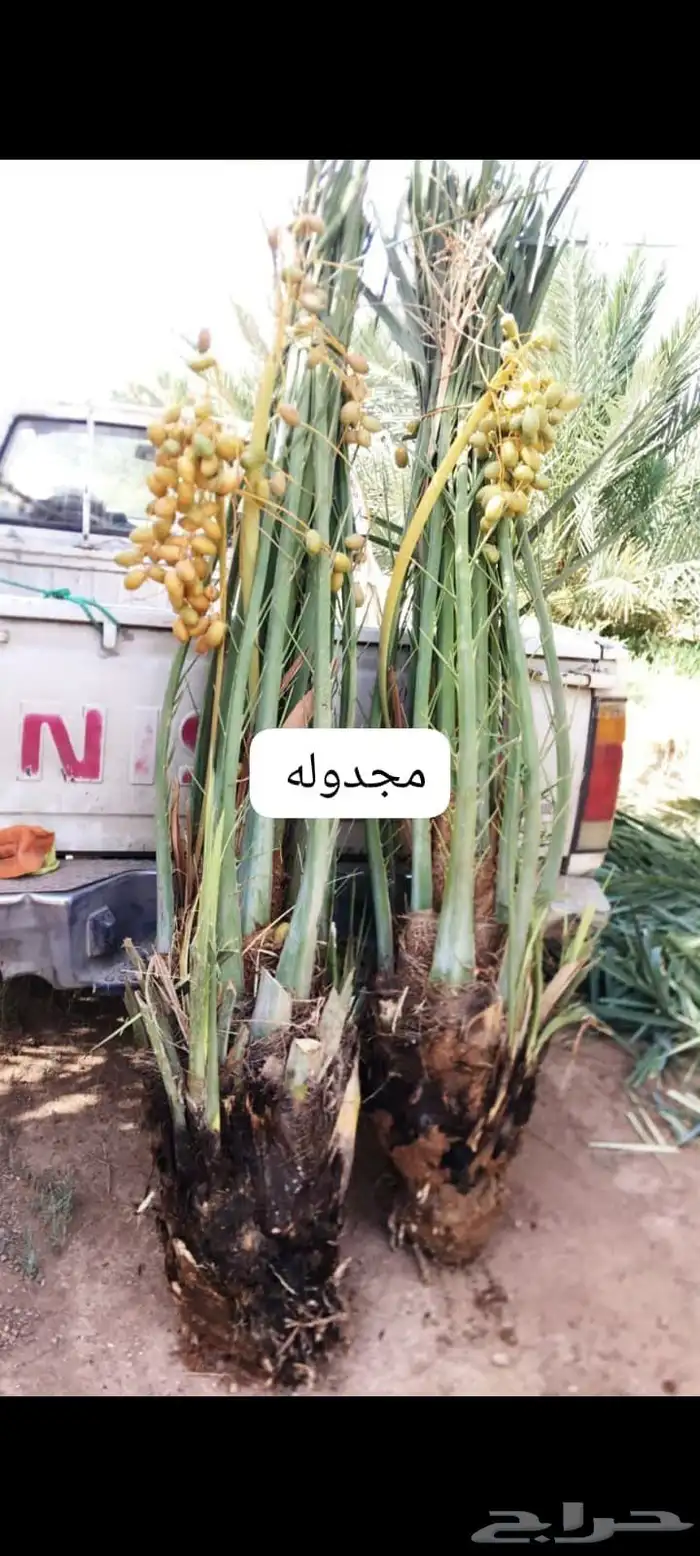 نخيل 3