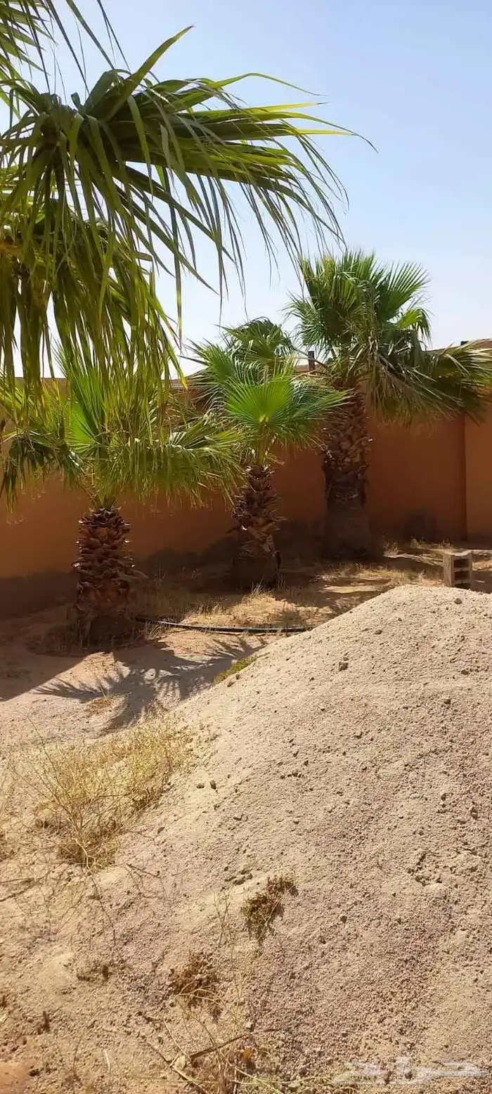 نخل وشنطني في ضيدة اللبيع 2