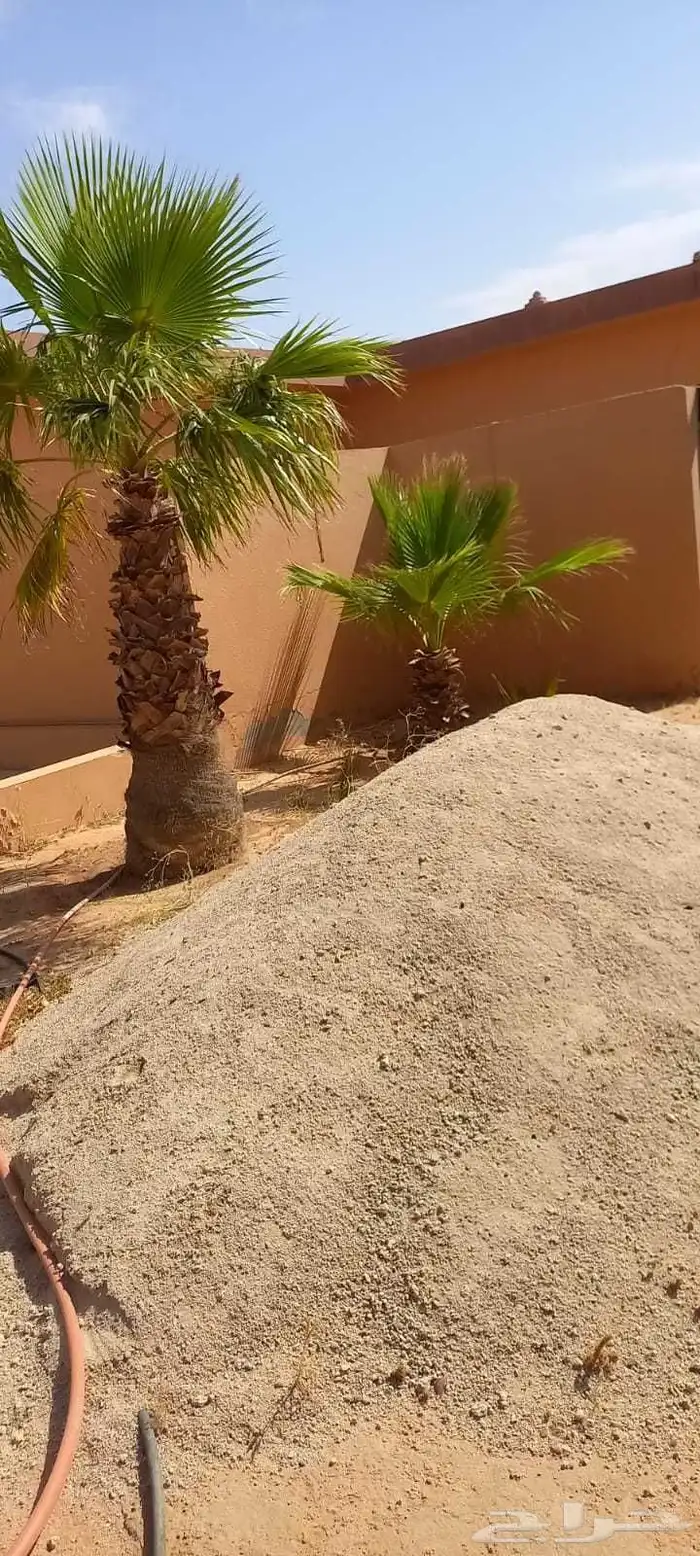 نخل وشنطني في ضيدة اللبيع 3
