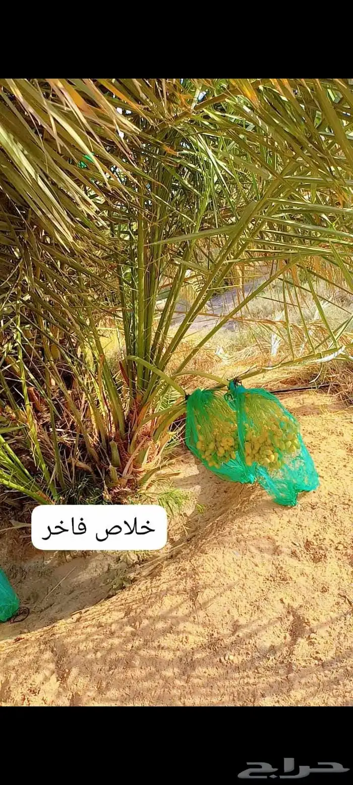 نخيل 9