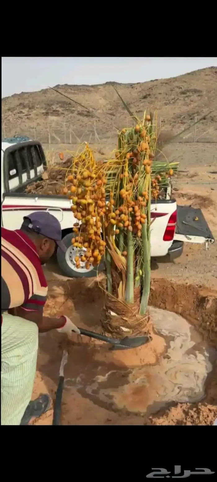 نخيل 4