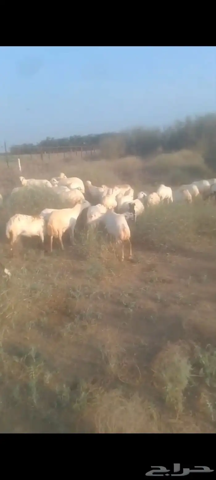 يوجد لدينا ضان رفيددات مولدات ومقاني 1