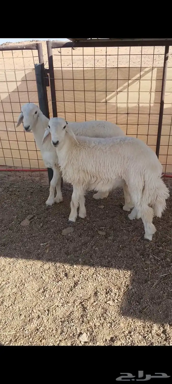 للبيع خرفان طيبه طيبه 19