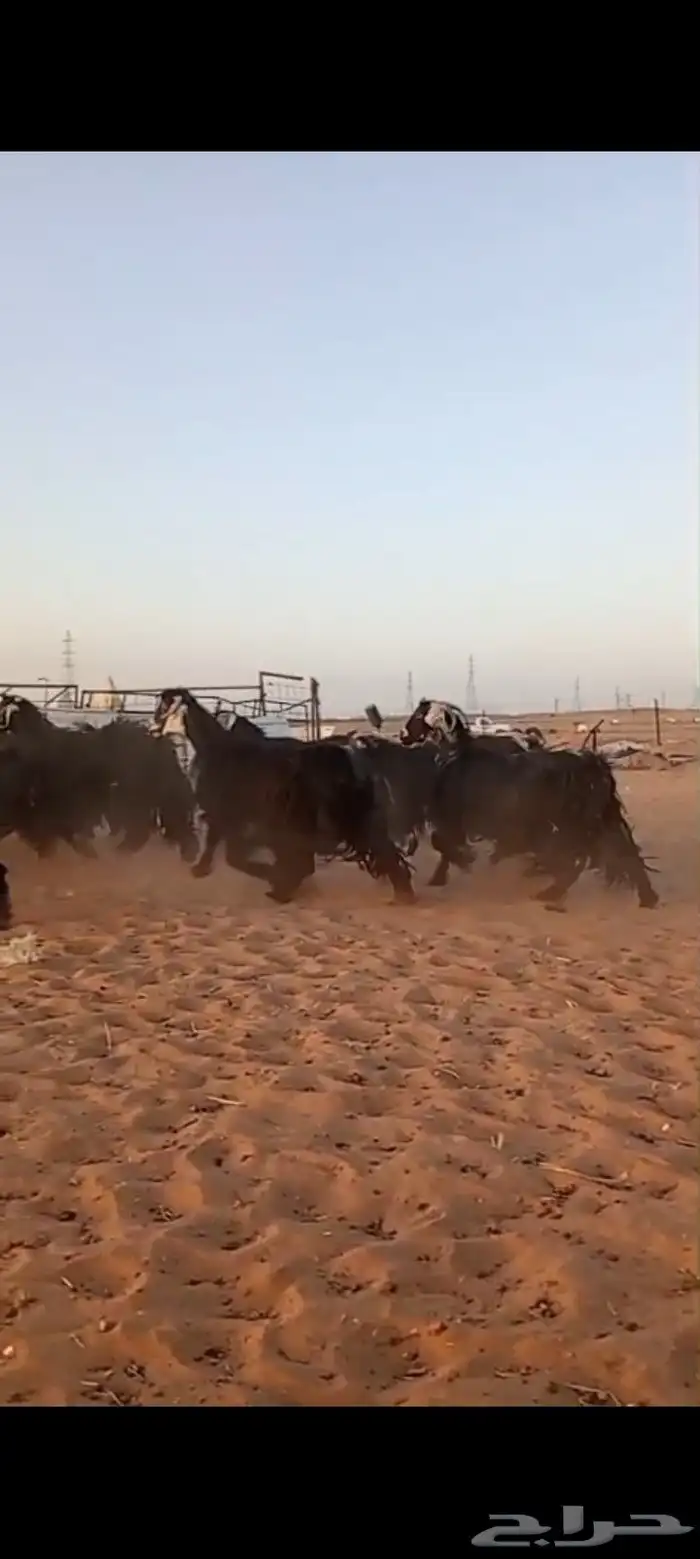معزاء للبيع العدد 18 دفيع شرط سونار 2
