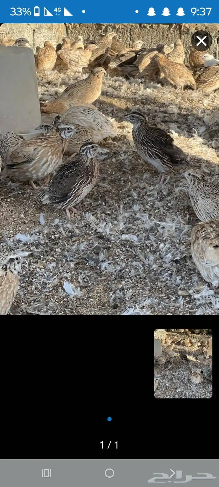 سمان الحبه ب5 جمله حمام طيور الحبه ب10 0