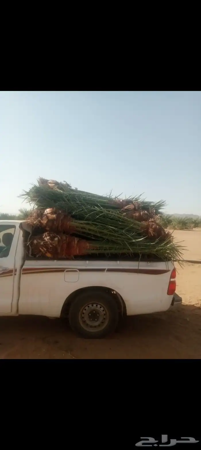 نخيل للبيع طيب وعلا الشرط 1