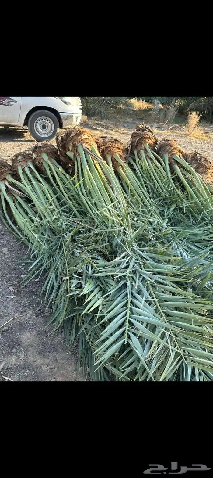 نخيل للبيع طيب وعلا الشرط 3