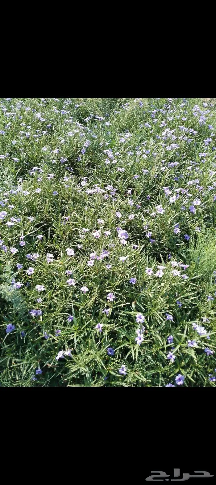 مشتل الاصيل الشمالي 6