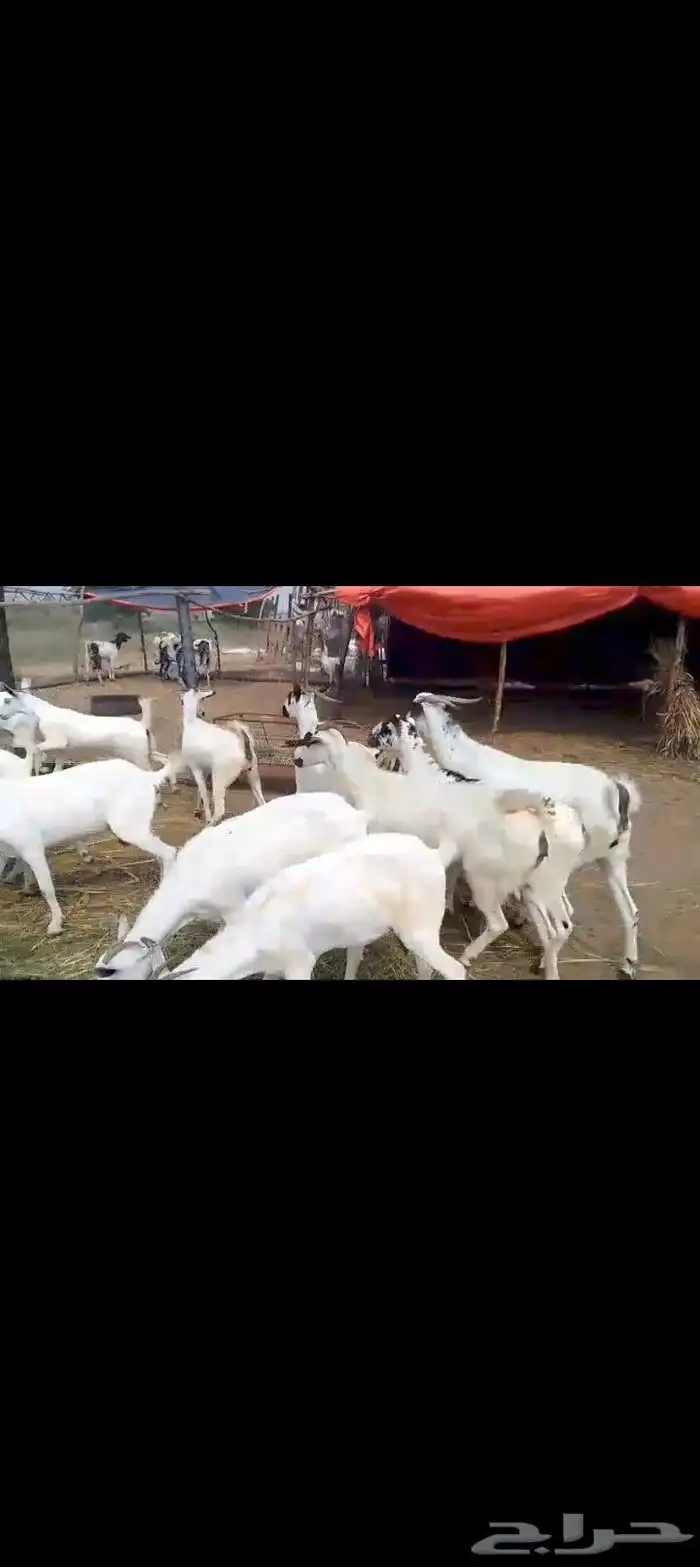 معز بيشيت مرحه وحد 0