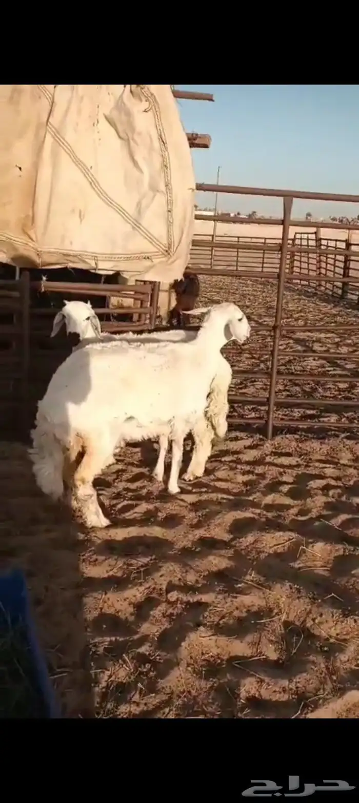 ذبايح حري خروف ورخل واحد فل وثاني أقل من الفل بشوي 0