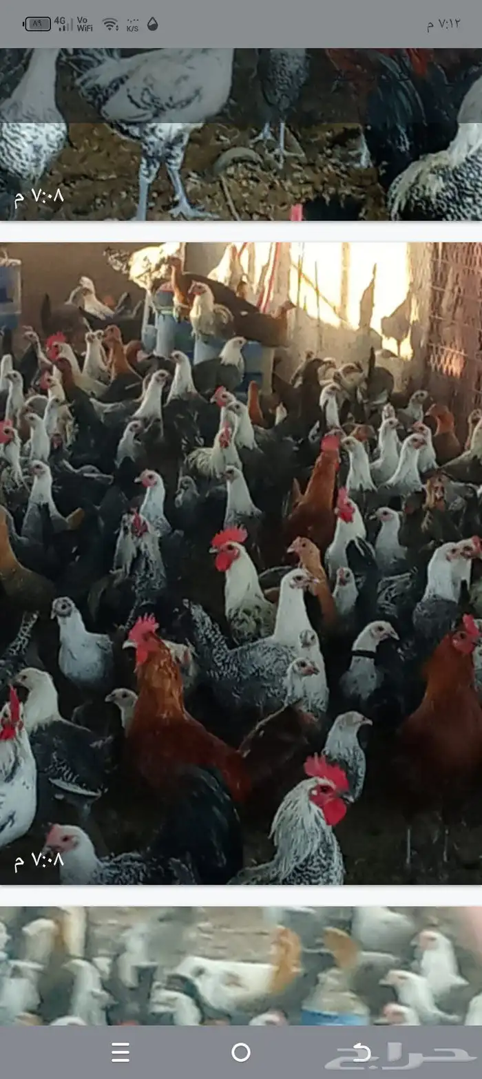 دجاج فيومي جميع الاعمار 0