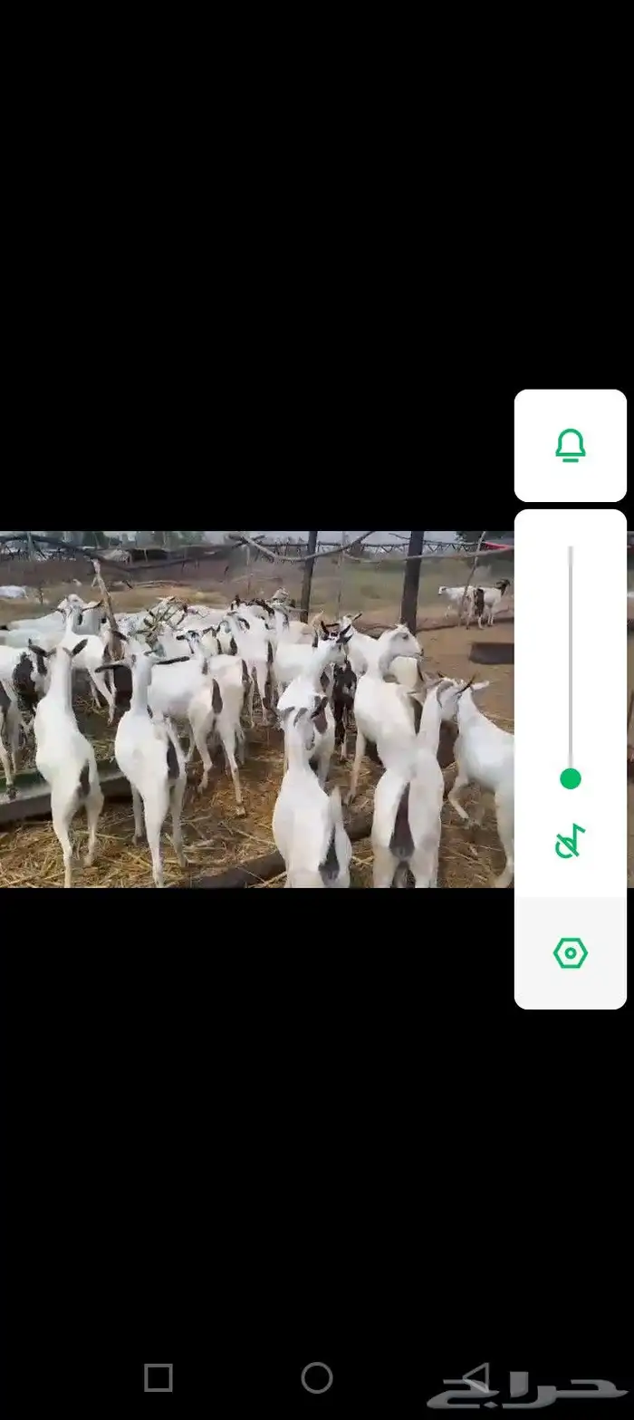 معز بيشيت مرحه وحد 1