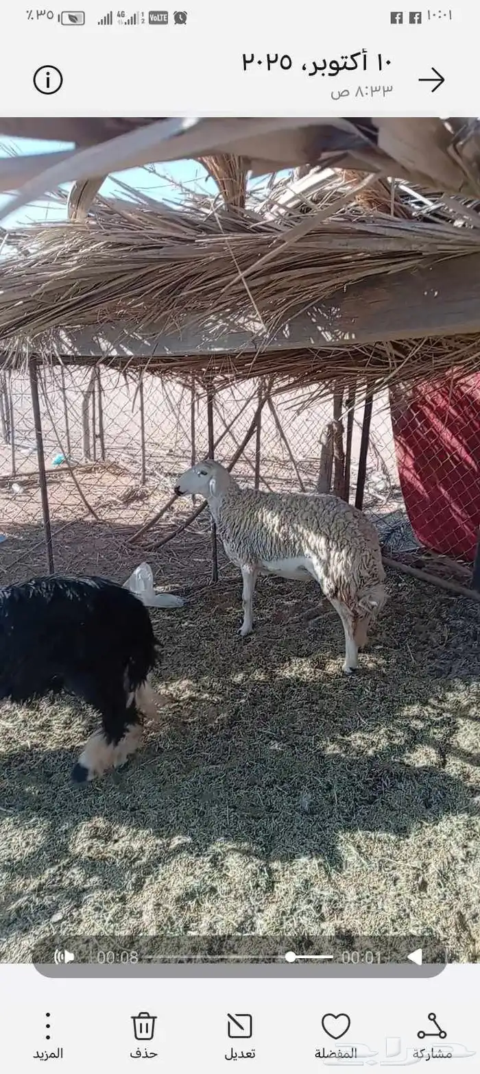 نعجة حرية حايل 1