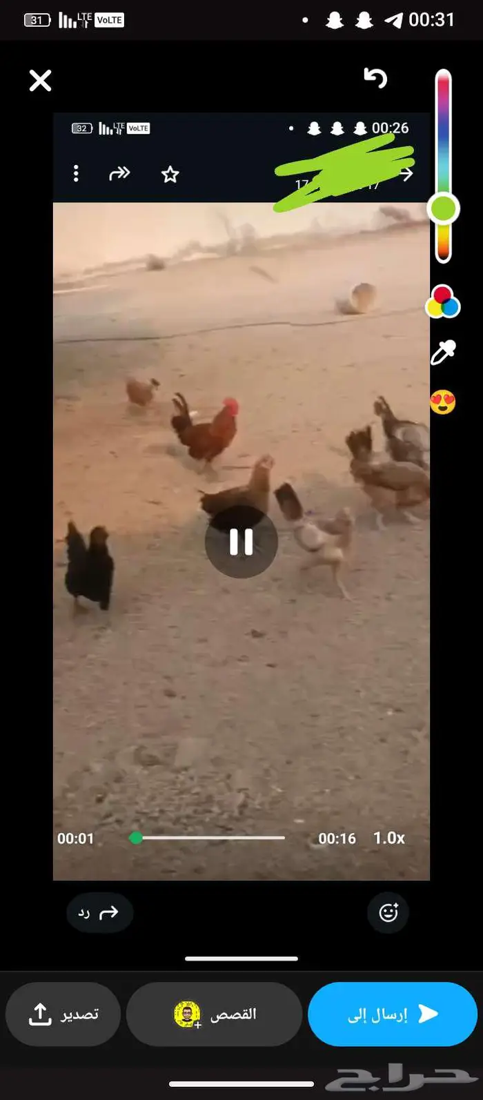 دجاج بلدي بياض شرط وحضان 0