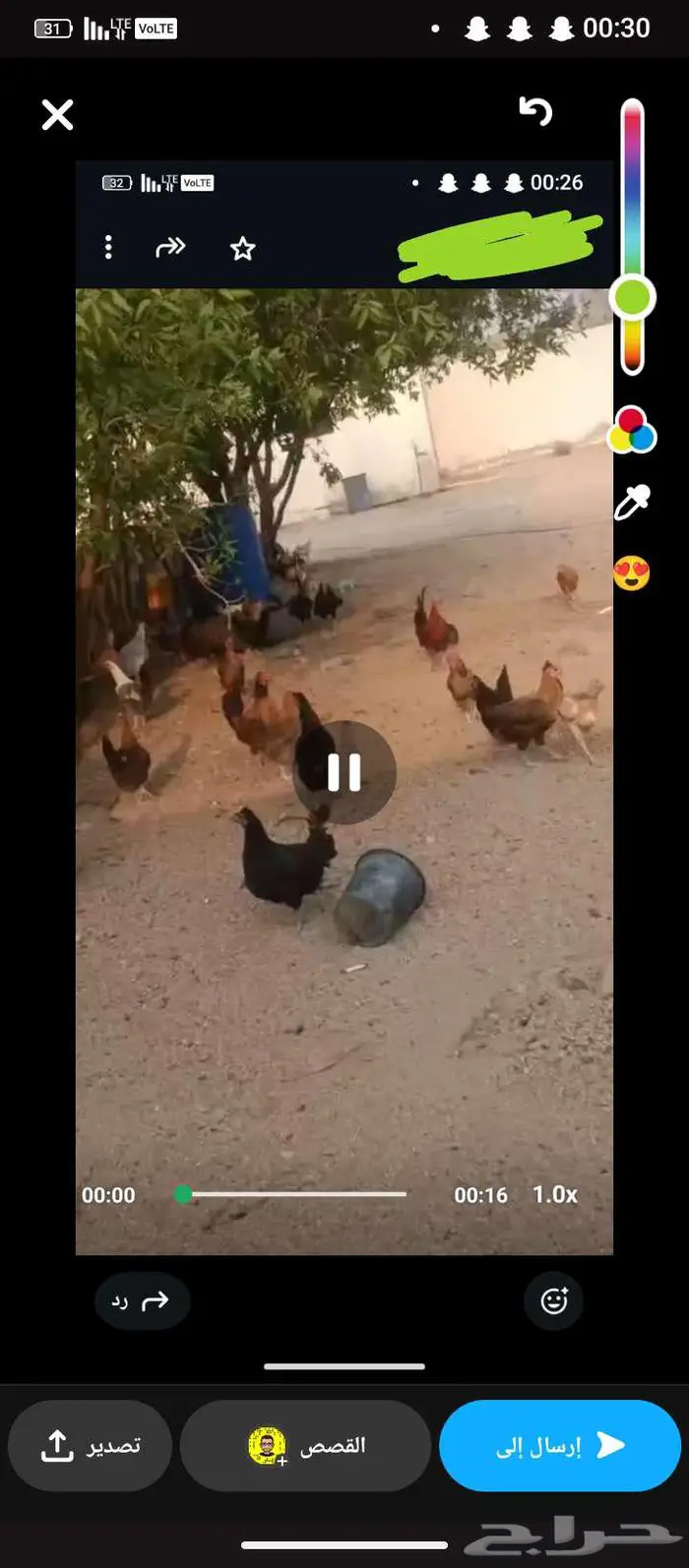 دجاج بلدي بياض شرط وحضان 1