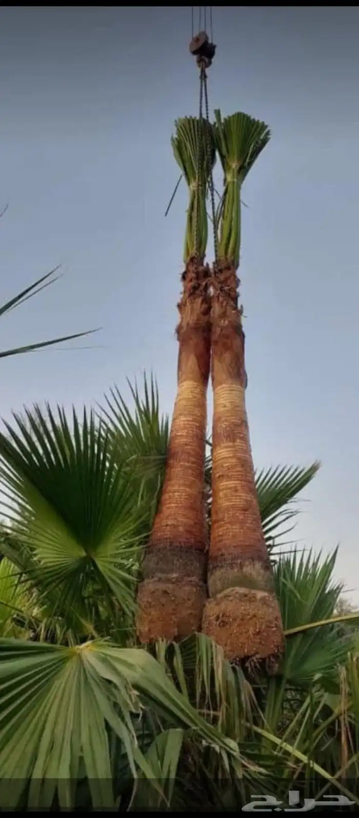 نخل واشنطني امريكي للبيع في الرياض توريد وزراعه 4