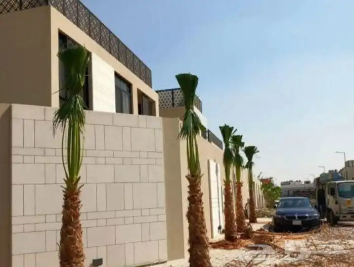 نخل واشنطني زينه جميع المقاسات متوفره ابو مروحه 3