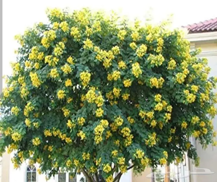 مشتل الاصيل الشمالي 0