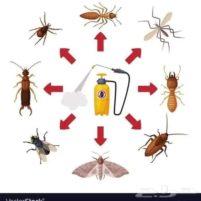 رش صراصير مكافحة حشرات بالمدينة المنورة 0