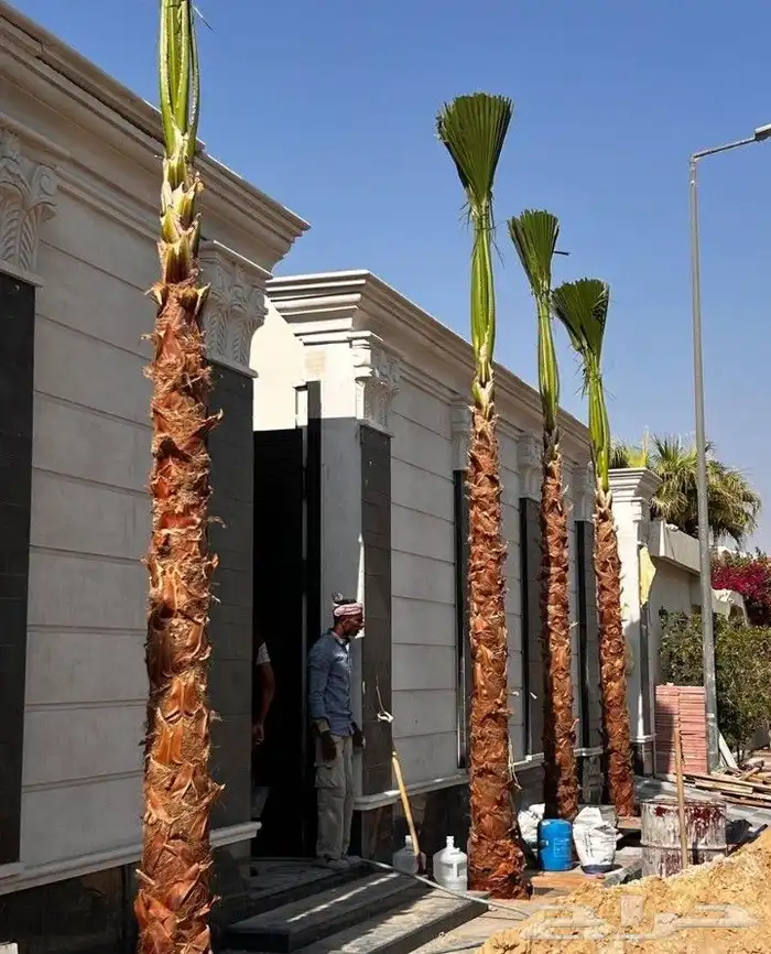 نخل واشنطني زينه جميع المقاسات متوفره ابو مروحه 6