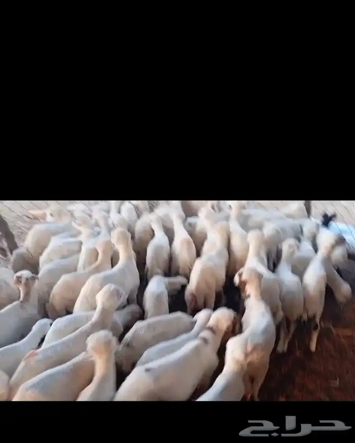 عندنا ضان رفيددات قرايب دفيع 2