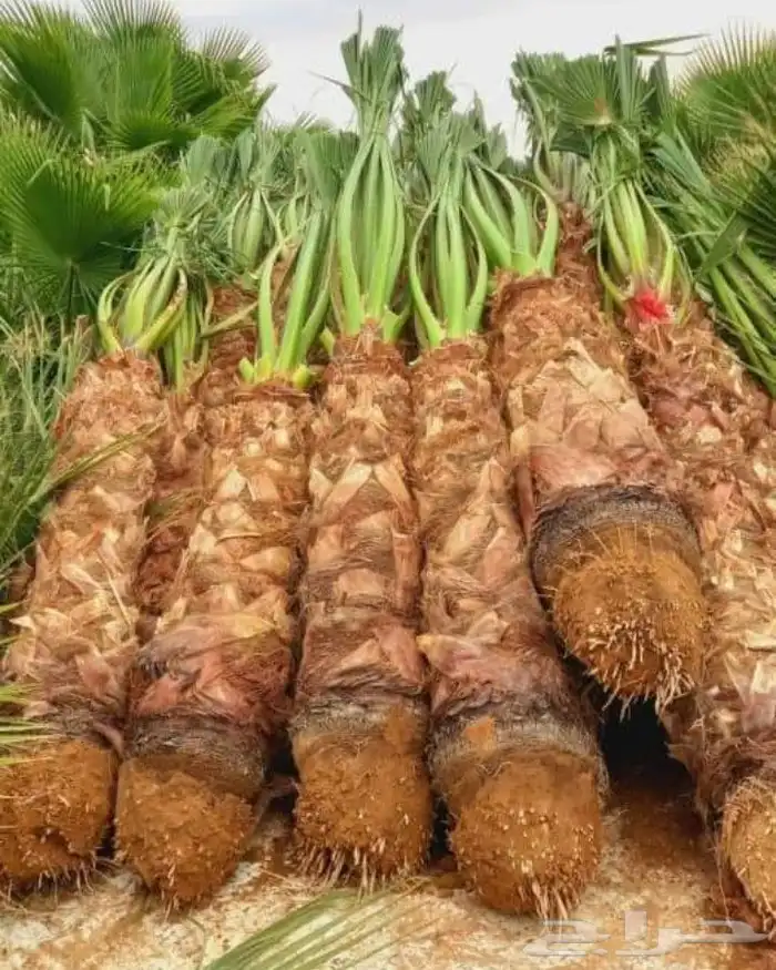 نخل واشنطني زينه جميع المقاسات متوفره ابو مروحه 2