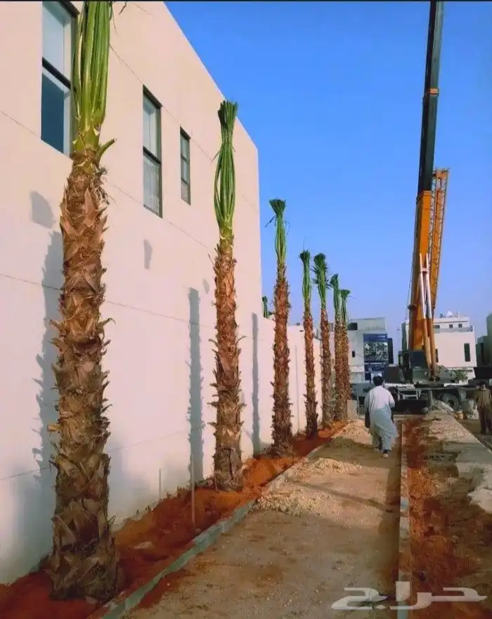 نخل واشنطني زينه جميع المقاسات متوفره ابو مروحه 5