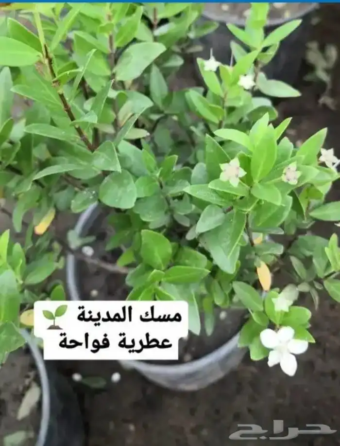 تنسيق الحدائق   وانشاء الشللات والنوافير   والزراعه والعشب 7