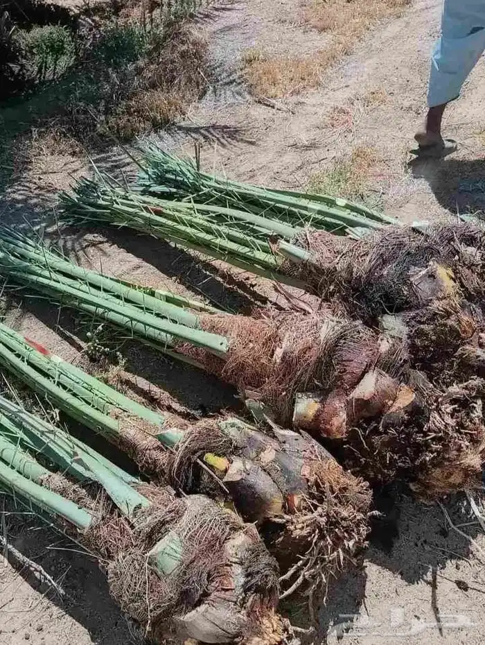 نخل للبيع جده ومكه المكرمه وطايف 5