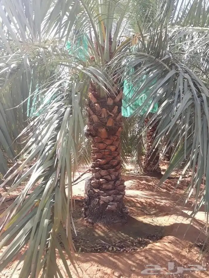 المزاحمية 6