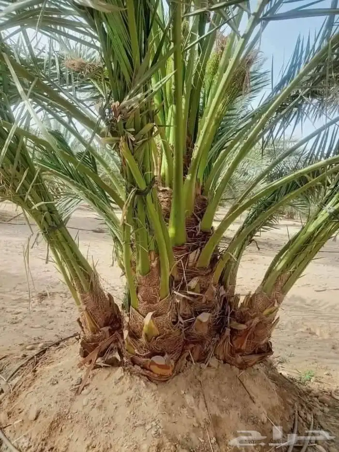 المزاحمية 9