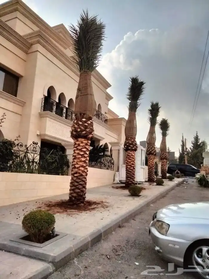 يوجد لدينا نخل عربي ووشنطني للبيع لتواصل ج 6