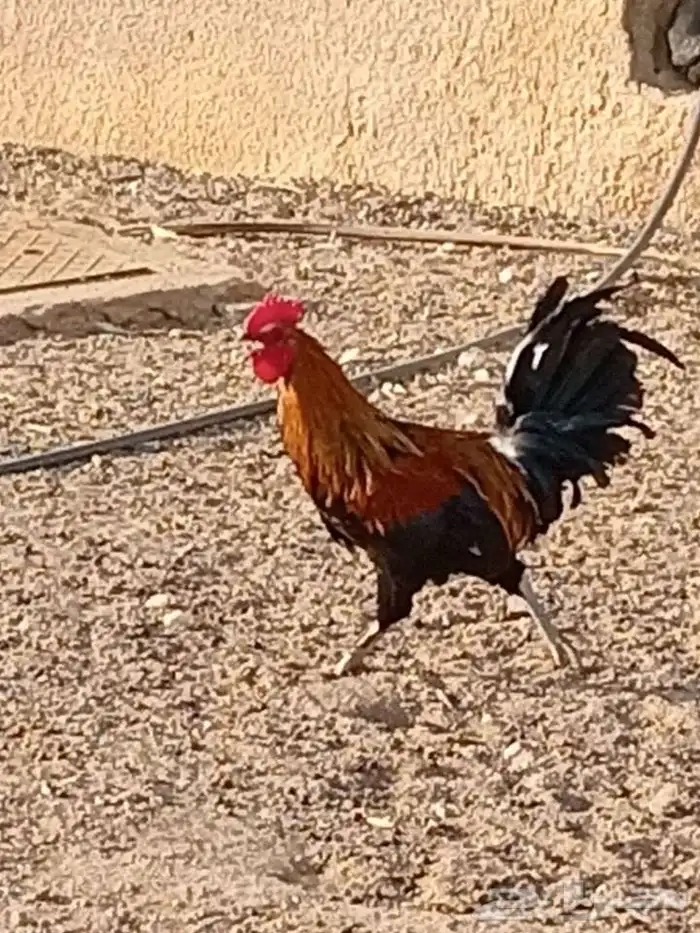 ديكة للبيع 1