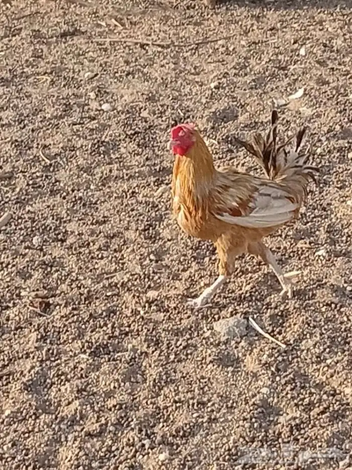 ديكة للبيع 4