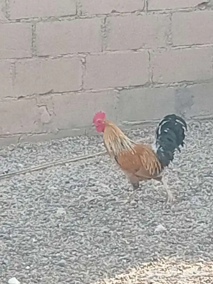 ديكة للبيع 7