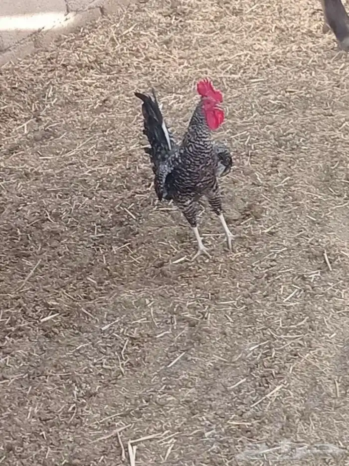 ديكة للبيع 3