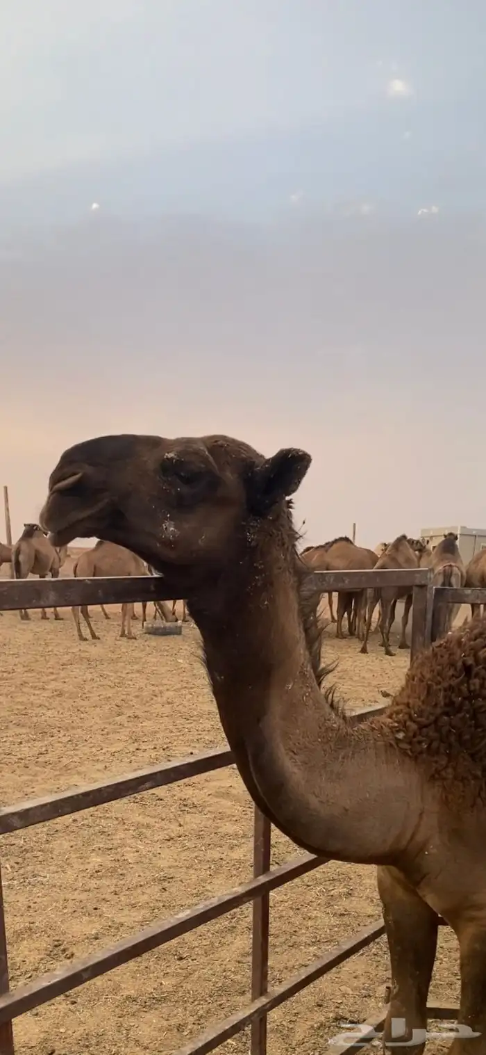 قعود مشروع فحل دبياني 1