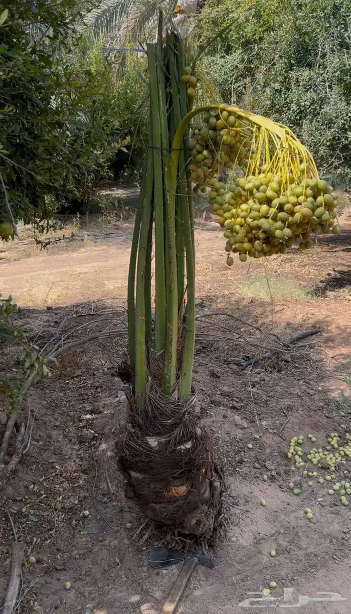 نخيل للبيع 6