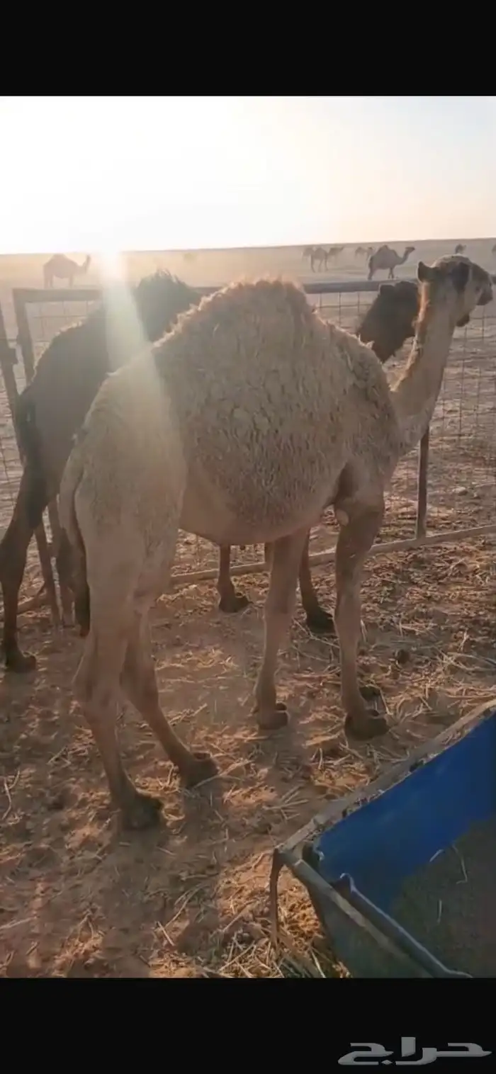 قعدان طيبه ونظيفه شوط سليمه 0