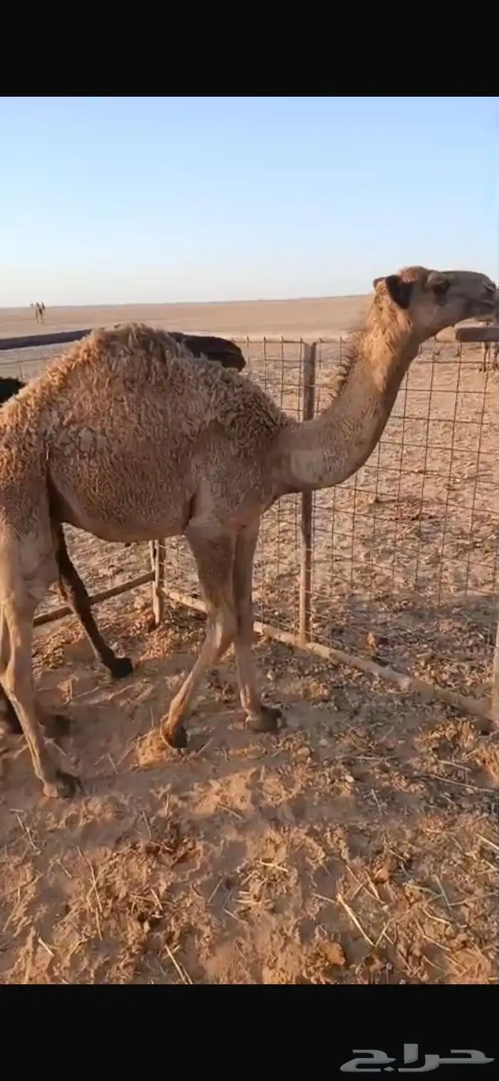 قعدان طيبه ونظيفه شوط سليمه 2