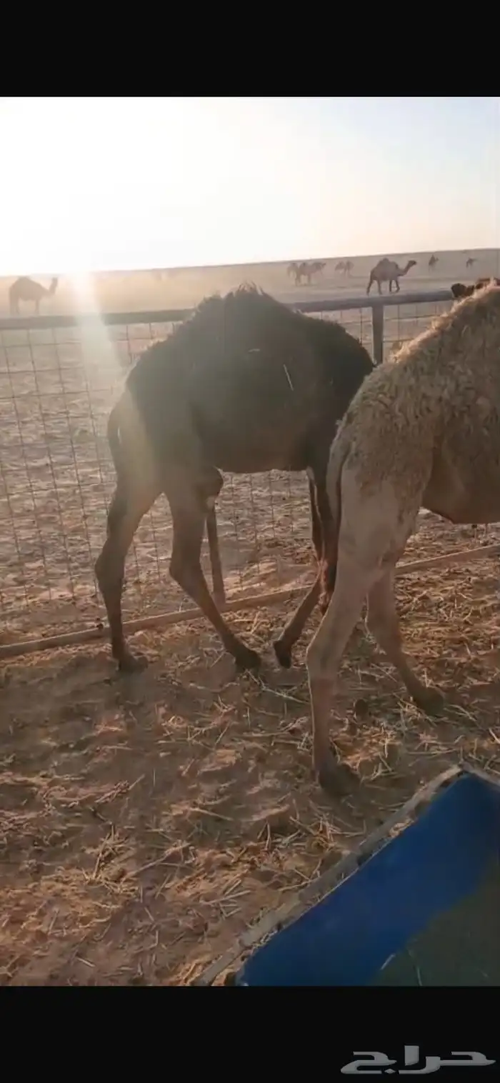 قعدان طيبه ونظيفه شوط سليمه 1