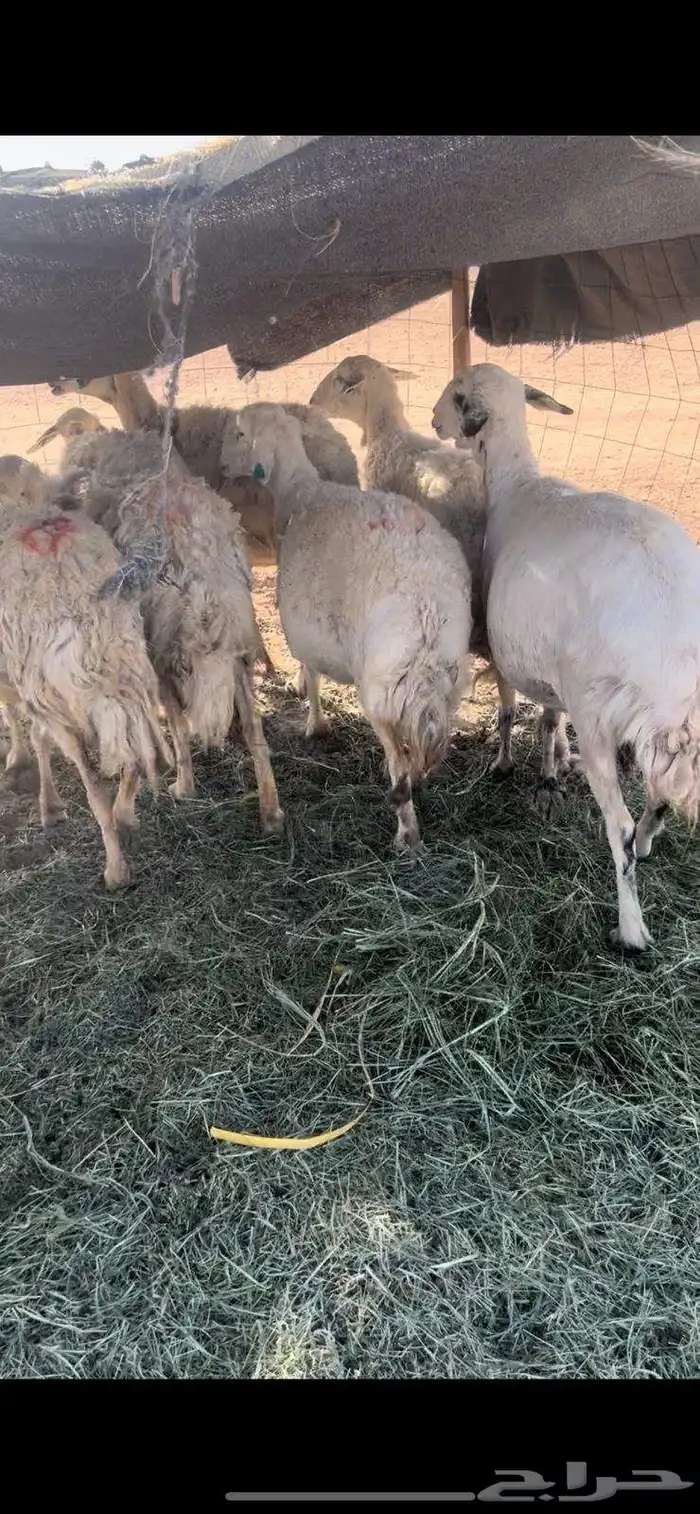 غنم حريات للبيع 0
