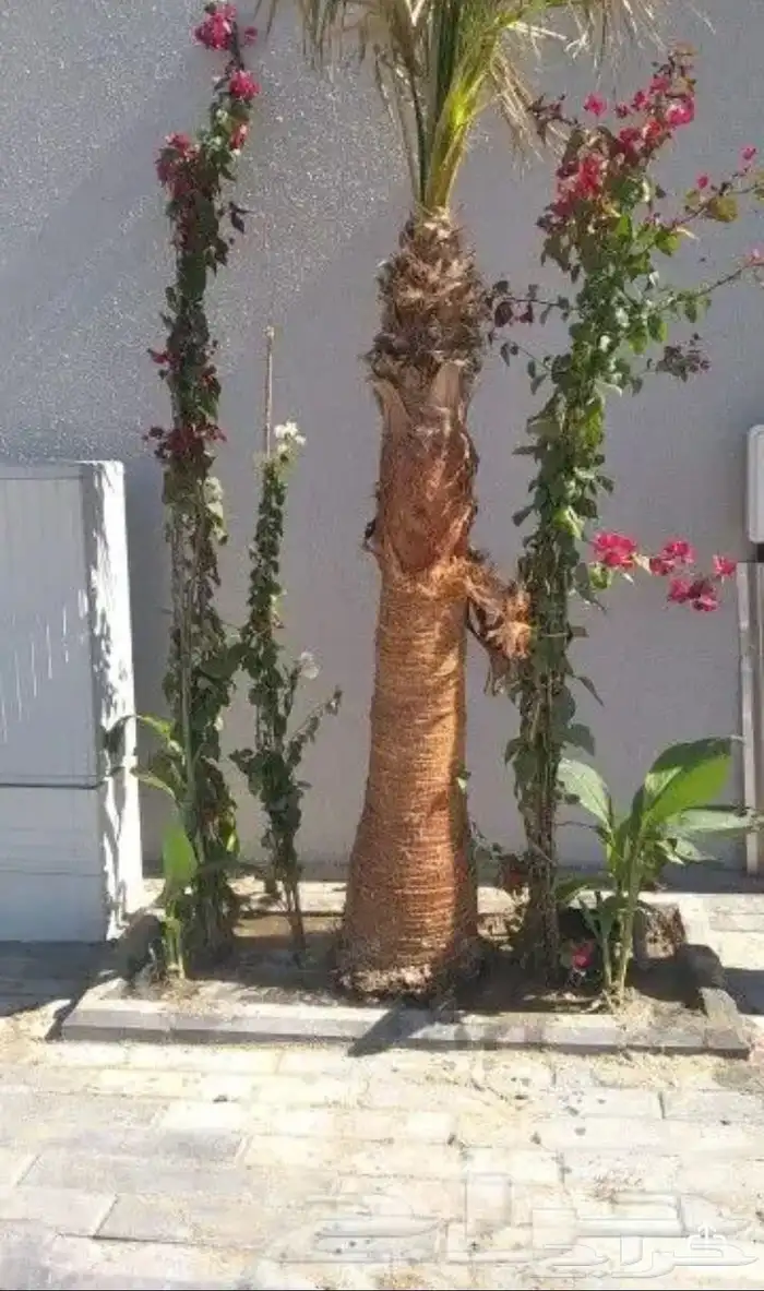 تنسيق الحدائق المنزلية 19