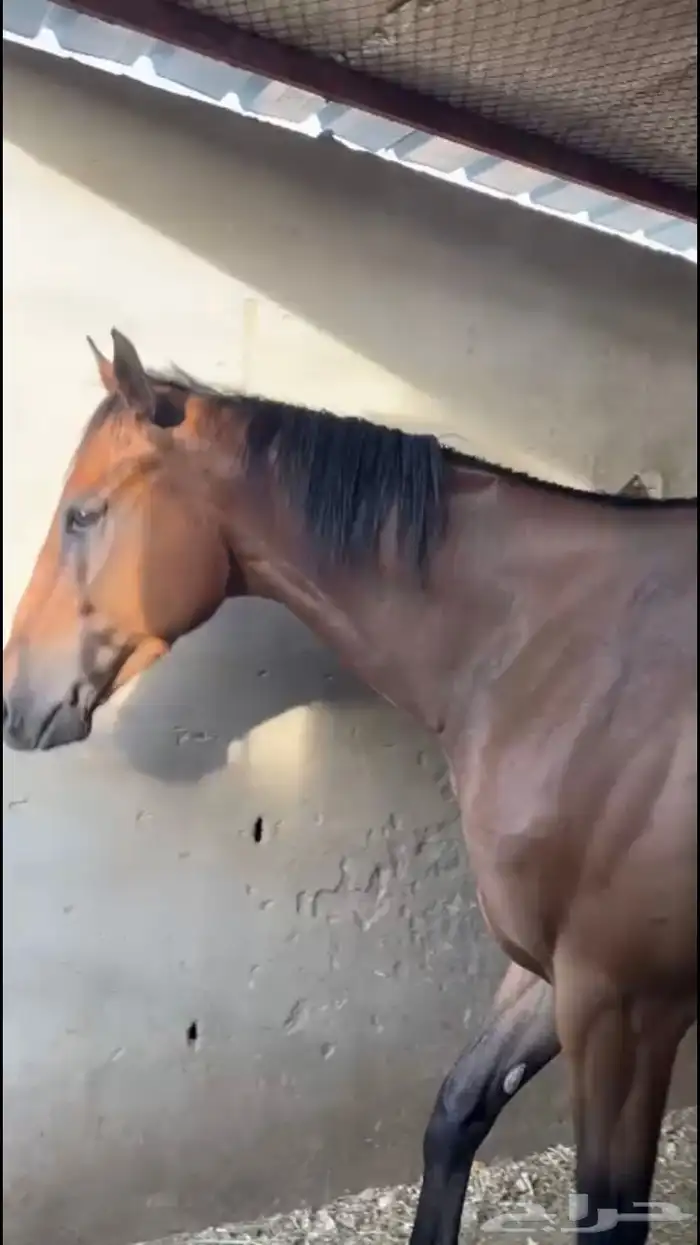 حصان انقليزي 0